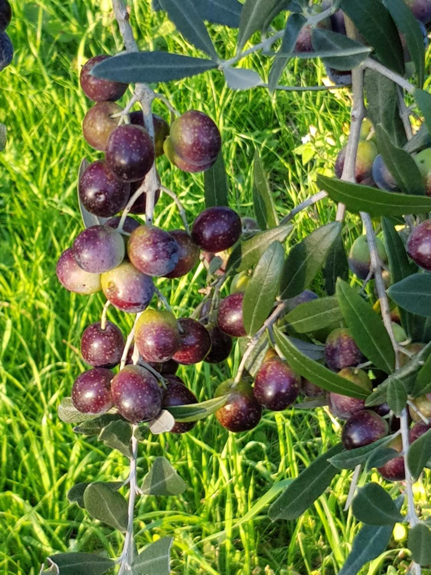 Agriturismo Podere Casalone Limite Zewnętrze zdjęcie